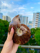 Load image into Gallery viewer, STATEMENT Opalised Ammonite Fossil (WITH DRUZY)
